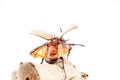 Eupatorus gracilicornis or Hercules beetles Royalty Free Stock Photo