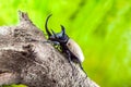 Eupatorus gracilicornis or Hercules beetles Royalty Free Stock Photo