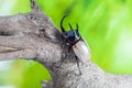 Eupatorus gracilicornis or Hercules beetles Royalty Free Stock Photo