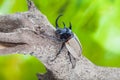 Eupatorus gracilicornis or Hercules beetles