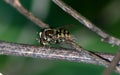 Eupeodes luniger is a common hoverfly species. It is characterized by hook-shaped markings along the center of its abdomen.