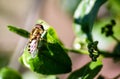 Eupeodes luniger is a common species of hoverfly It is characterized by hook-shaped markings along the center of his abdomen