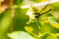 Euphaea Ochracea damselfly perching on a leaf while spreading its wings