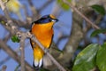 Euphonia violacea, violaceous euphonia Royalty Free Stock Photo