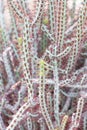 Euphorbia Aeruginosa Cactus Plant.