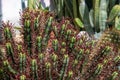 Euphorbia aeruginosa