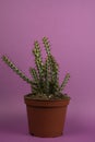 Euphorbia aeruginosa in flowerpot with purple background