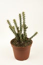 Euphorbia aeruginosa in flowerpot with white background, top view