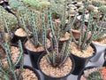 Euphorbia Aeruginosa a small canopy cactus with red spikes surrounding the stem.