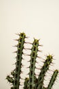 Euphorbia aeruginosa with white background