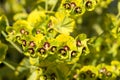 Euphorbia Ascot Rainbow Flowers. Royalty Free Stock Photo