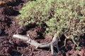 Euphorbia plant Euphorbia balsamifera growing on red stony ground of volcanic origin