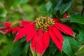 Euphorbia is a beautiful poinsettia green plant with bright red leaves. Christmas holidays, popular seasonal decoration