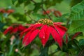 Euphorbia is a beautiful poinsettia green plant with bright red leaves. Christmas holidays, popular seasonal decoration