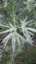 Euphorbia bicolor Snow On The Prairie wild native plant