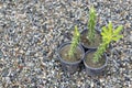 Euphorbia cactus growing in small pots