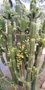 Euphorbia cactus natural tree plant
