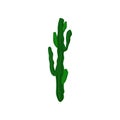 Euphorbia Canaria, beautiful and unpretentious plant vector Illustration on a white background