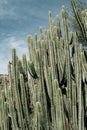 Euphorbia canariensis in the cacti parc in Las Palmas de Gran Canaria, Canary Islands