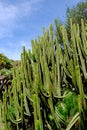 Euphorbia canariensis in the cacti parc in Las Palmas de Gran Canaria, Canary Islands