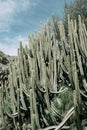 Euphorbia canariensis in the cacti parc in Las Palmas de Gran Canaria, Canary Islands