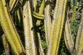 Euphorbia canariensis, cactus with old yellowish stems.