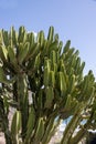 Euphorbia canariensis cactus in a park, Fuerteventura