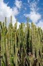 Euphorbia canariensis or Canary Island spurge and Hercules club cactus, endemic of Canary Islands. Blue sky and white clouds Royalty Free Stock Photo