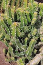 Euphorbia Canariensis Royalty Free Stock Photo