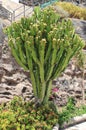 Euphorbia Canariensis Royalty Free Stock Photo