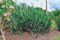 Euphorbia canariensis among exotic plants in Jardines de Playa Chica park Royalty Free Stock Photo