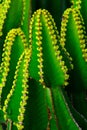 Euphorbia canariensis plant closeup, typical plant on the Canary Islands