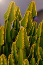 Euphorbia canariensis plant closeup, typical plant on the Canary Islands