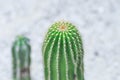 Euphorbia canariensis var spiralis,.Euphorbia canariensis f viridis or .Euphorbia tribuloides or .Tithymalus canariensis or . Royalty Free Stock Photo
