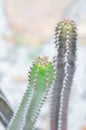 Euphorbia canariensis var spiralis,.Euphorbia canariensis f viridis or .Euphorbia tribuloides or .Tithymalus canariensis or . Royalty Free Stock Photo