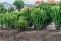 Euphorbia candelabrum bushes on Calle Europa street in La Laguna, Spain Royalty Free Stock Photo