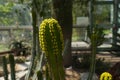 euphorbia candelabrum