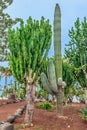 Euphorbia candelabrum and Pachycereus pringlei trees in the park Royalty Free Stock Photo
