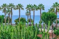 Euphorbia candelabrum and palm trees on the coast of Atlantic Ocean Royalty Free Stock Photo