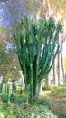 Euphorbia candelabrum plant