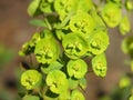 Euphorbia characias Royalty Free Stock Photo