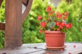 Euphorbia. Christmas flower Euphorbia milii crown of thorns in flower pot. Royalty Free Stock Photo