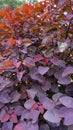 Euphorbia cotinifolia also known as Tropical smokebush, Caribbean copperplant, Mexican shrubby Royalty Free Stock Photo