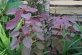 Euphorbia cotinifolia plant on farm