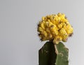 Euphorbia crest grafted cactus head shot Royalty Free Stock Photo