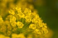 Euphorbia cyparissias close up