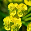 Cypress spurge