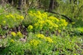 Euphorbia cyparissias, cypress spurge is blooming in yellow colours