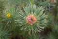 Euphorbia cyparissias, cypress spurge flowers macro selective focus