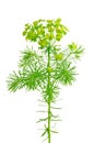 Euphorbia cyparissias (cypress spurge)